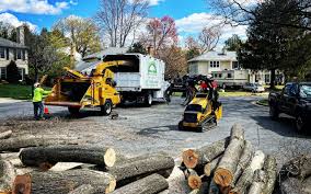 Best Tree and Shrub Care  in Amery, WI