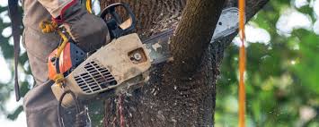 Best Lawn Pest Prevention  in Amery, WI