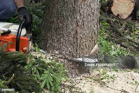 Best Tree Trimming and Pruning  in Amery, WI