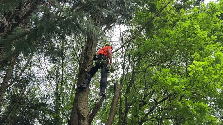 Trusted Amery, WI Tree Removal Experts
